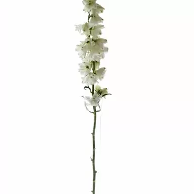 Delphinium EL GUARD WHITE 70cm