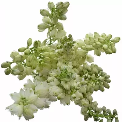 Delphinium EL GUARD WHITE 70cm