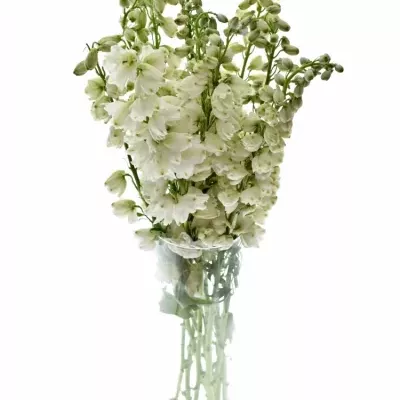 Delphinium EL GUARD WHITE 70cm