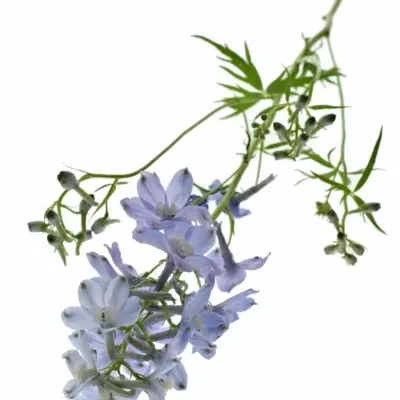 DELPHINIUM EN BLUE SHADOW 80cm