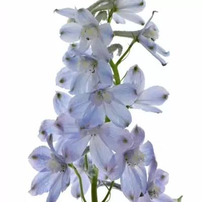 DELPHINIUM EN BLUE SHADOW 80cm