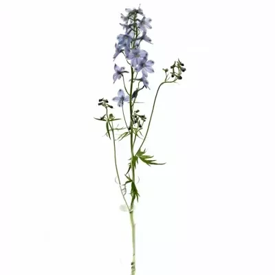 DELPHINIUM EN BLUE SHADOW 80cm