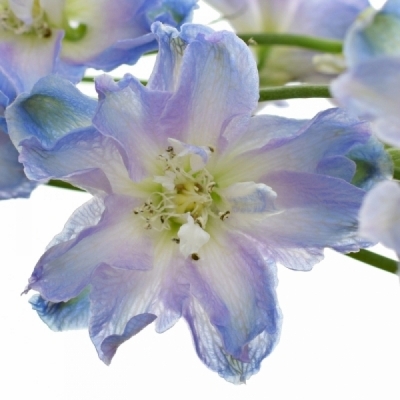 DELPHINIUM GUARDIAN BLUE