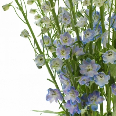 DELPHINIUM GUARDIAN BLUE