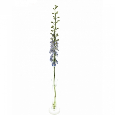 DELPHINIUM GUARDIAN BLUE