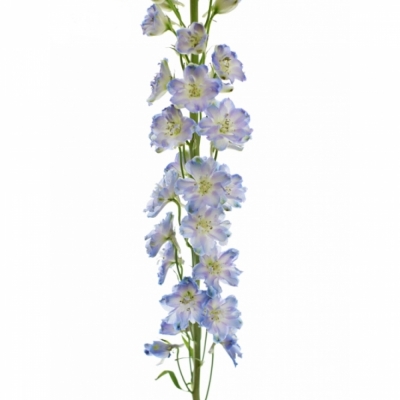 DELPHINIUM GUARDIAN BLUE