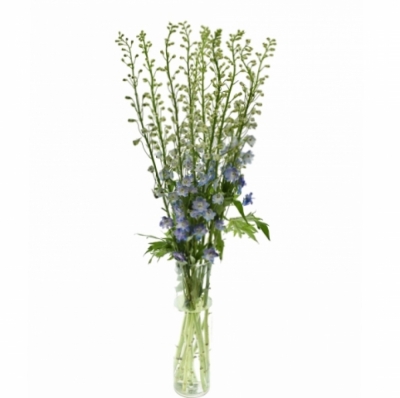 DELPHINIUM GUARDIAN BLUE