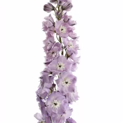 Delphinium LIGHT PINK 60cm