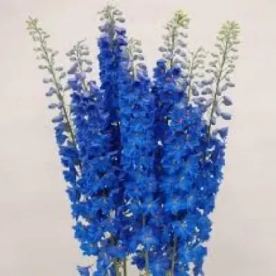 DELPHINIUM TRITON DARK BLUE