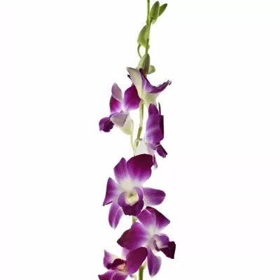 DENDROBIUM KAREN 50cm