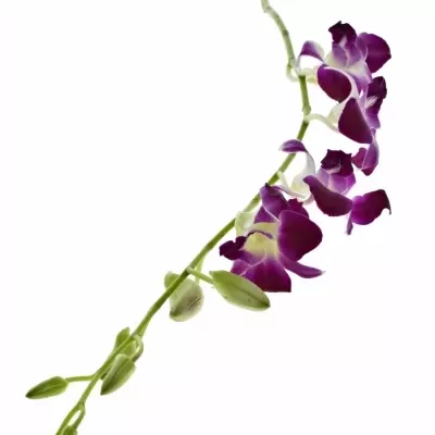 DENDROBIUM KAREN 50cm