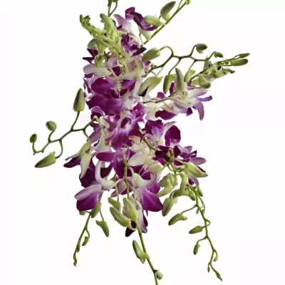 DENDROBIUM KAREN 50cm