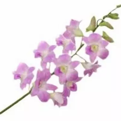 Dendrobium SAKURA 60cm