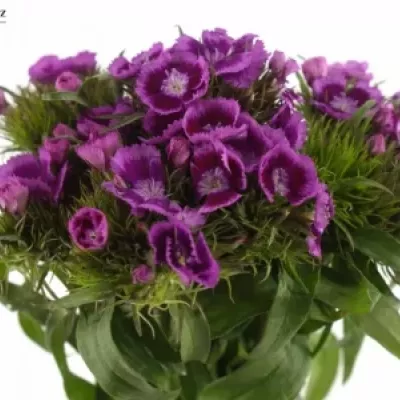 DIANTHUS BARBATUS ALDO VIOLA FANTASIA