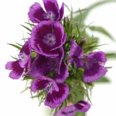 DIANTHUS BARBATUS ALDO VIOLA FANTASIA