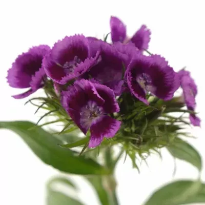 DIANTHUS BARBATUS ALDO VIOLA FANTASIA