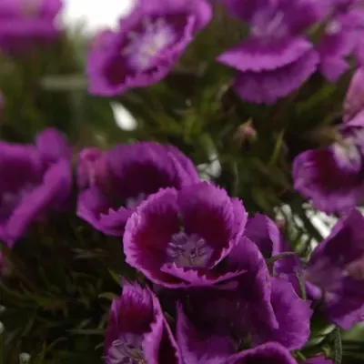 DIANTHUS BARBATUS ALDO VIOLA FANTASIA