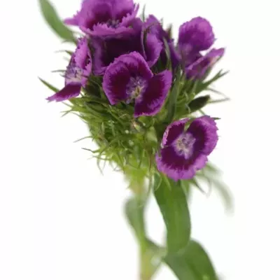 DIANTHUS BARBATUS ALDO VIOLA FANTASIA