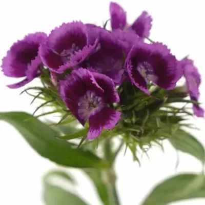 DIANTHUS BARBATUS ALDO VIOLA FANTASIA