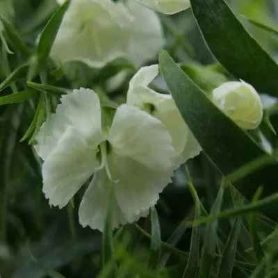 DIANTHUS BARBATUS ALDO WHITE