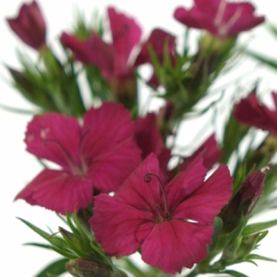 DIANTHUS BARBATUS AMAZON NEON CHERRY