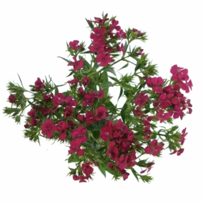 DIANTHUS BARBATUS AMAZON NEON CHERRY