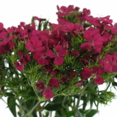 DIANTHUS BARBATUS AMAZON NEON CHERRY