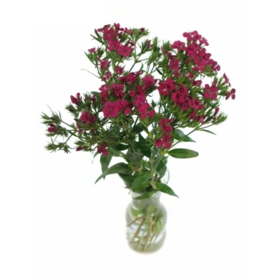 DIANTHUS BARBATUS AMAZON NEON CHERRY