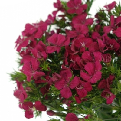 DIANTHUS BARBATUS AMAZON NEON CHERRY