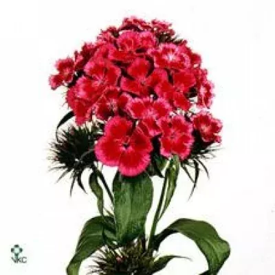 DIANTHUS BARBATUS BARBARELLA ROZE BICOLOR