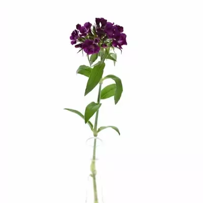 DIANTHUS BARBATUS BARBARELLA VIOLET 55cm