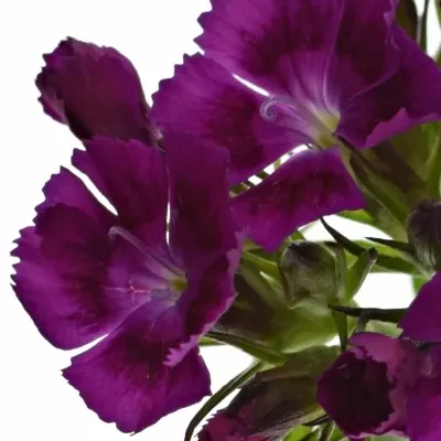 DIANTHUS BARBATUS BARBARELLA VIOLET 55cm