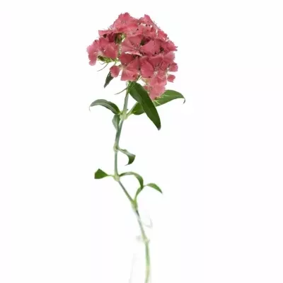 DIANTHUS BARBATUS BARBARELLA ZALMROSE 55cm