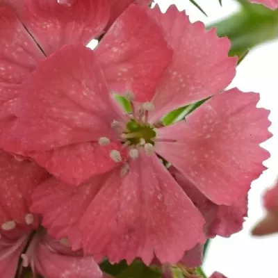 DIANTHUS BARBATUS BARBARELLA ZALMROSE 55cm