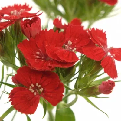 DIANTHUS BARBATUS BARON BREANTHUS