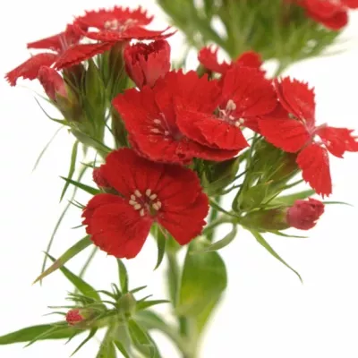 DIANTHUS BARBATUS BARON BREANTHUS