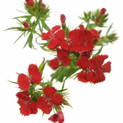 DIANTHUS BARBATUS BARON BREANTHUS