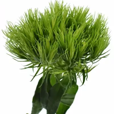 Karafiát BARBATUS GREEN WICKY 40cm