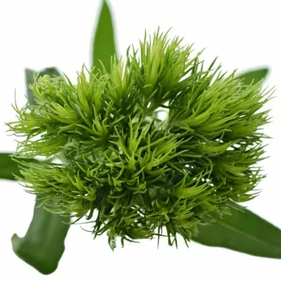 DIANTHUS BARBATUS GREEN WICKY 70cm