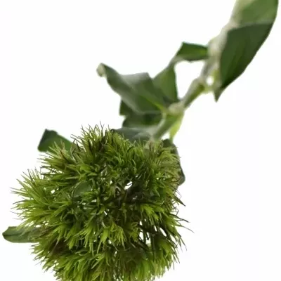 DIANTHUS BARBATUS KIWI CHERRY