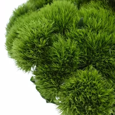 DIANTHUS BARBATUS LADY INGREEN 35cm