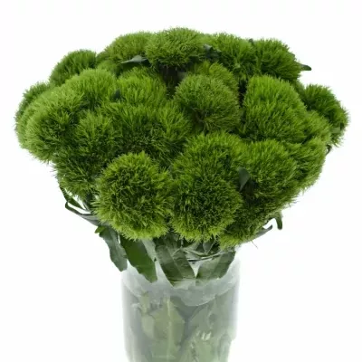 DIANTHUS BARBATUS LADY INGREEN 35cm