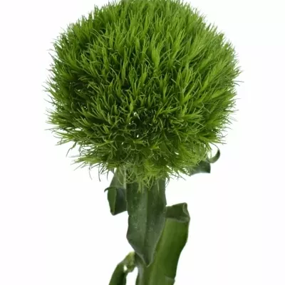 DIANTHUS BARBATUS LADY INGREEN 35cm