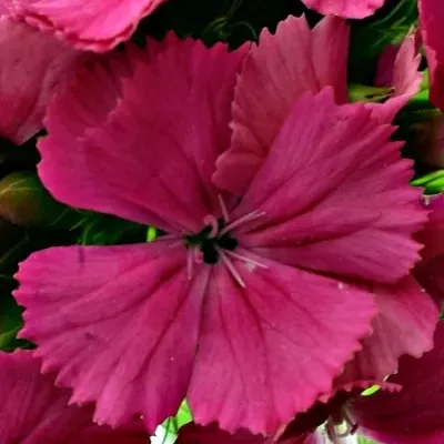 Dianthus BARBATUS PAR LANCELOT 50cm