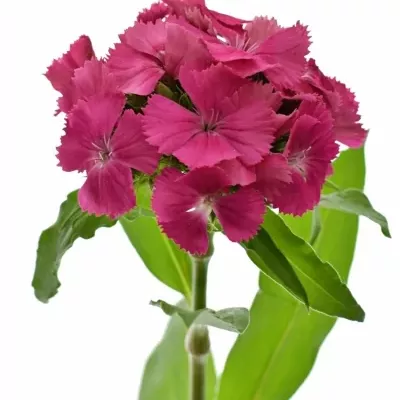 Dianthus BARBATUS PAR LANCELOT 50cm