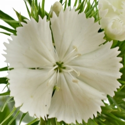 DIANTHUS BARBATUS SWEET WILL WHITE