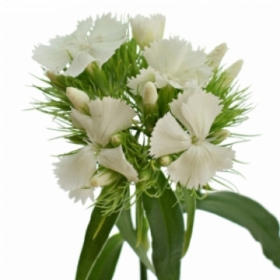 DIANTHUS BARBATUS SWEET WILL WHITE