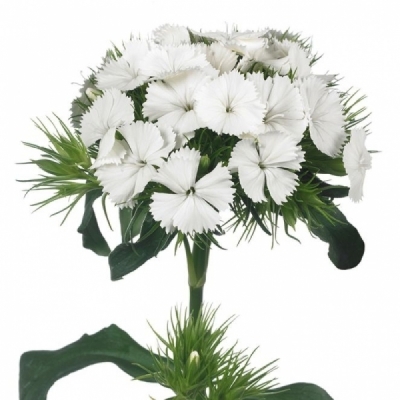 DIANTHUS BARBATUS SWEET WILL WHITE