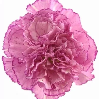 DIANTHUS ST ABDATEMP