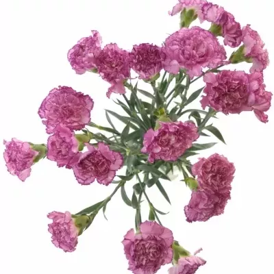 DIANTHUS ST ABDATEMP